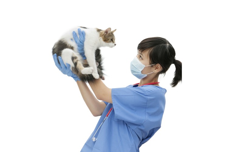 Кошка врач