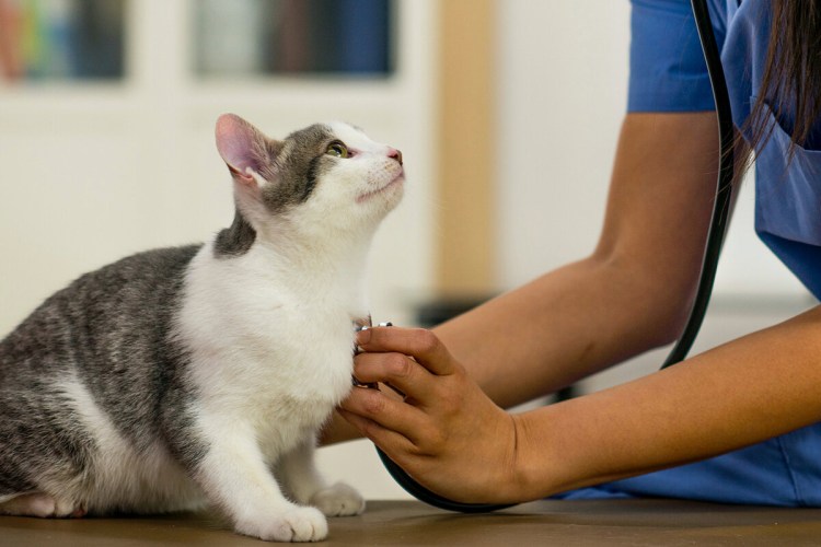 Котенок ветеринарная клиника