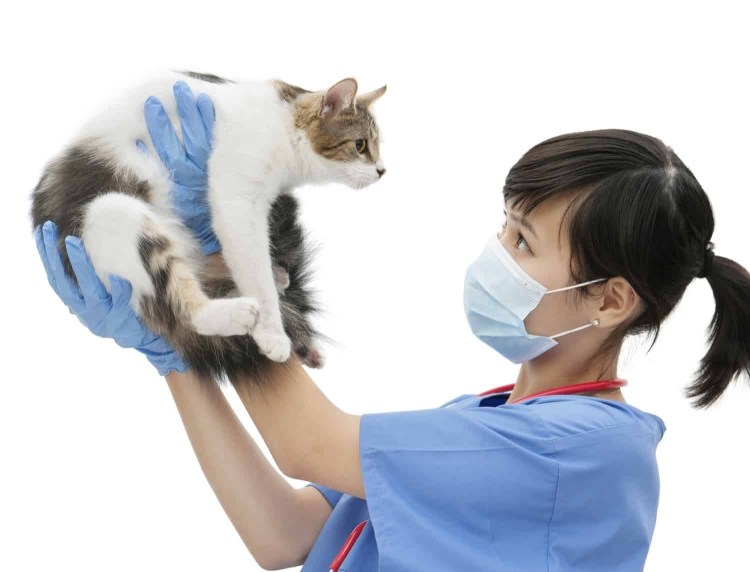 Терапевтический котик