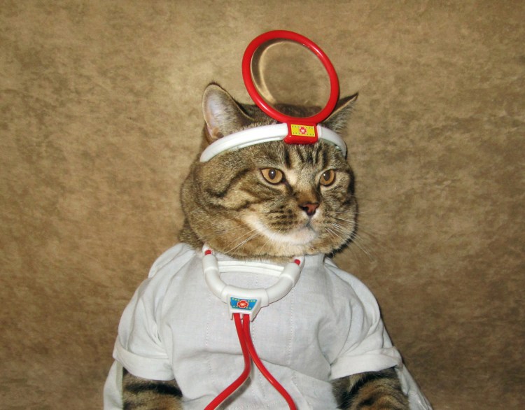Коты медики