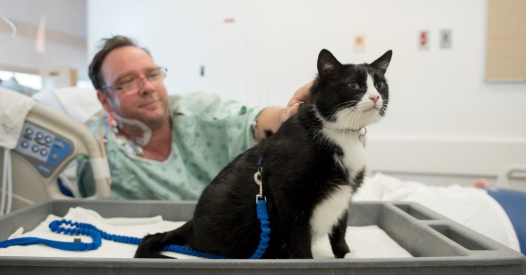 Терапия кошками