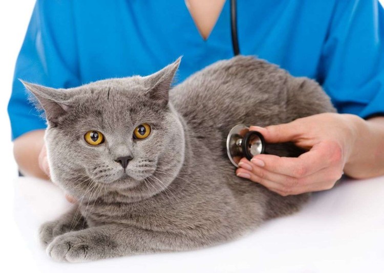 Британский кот кастрированный