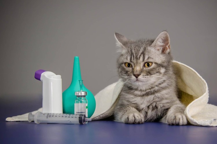 Коты целители