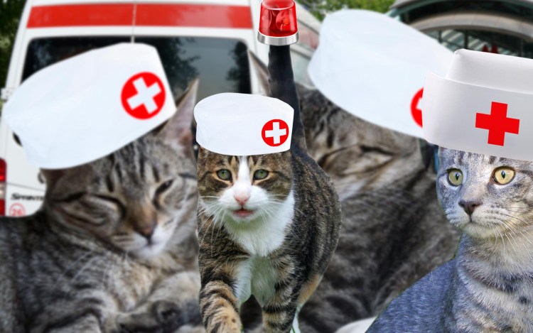 Кошки лекари