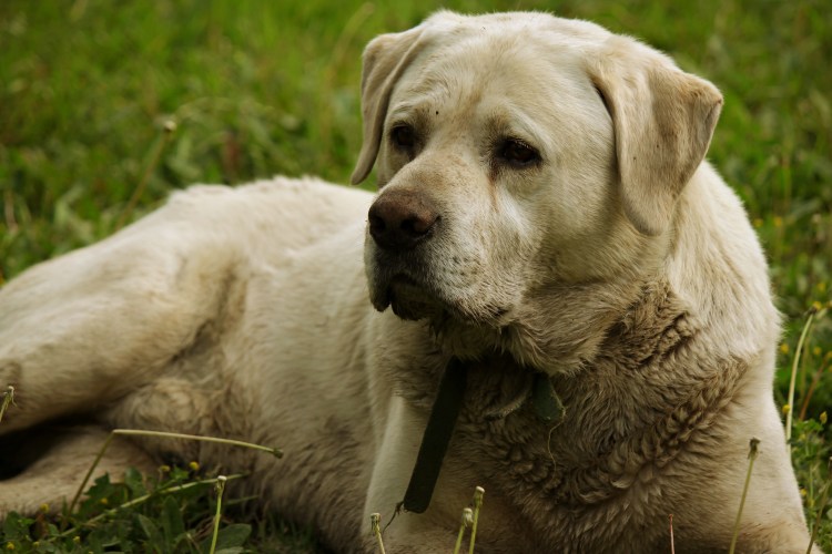 Лабрадор ретривер старый