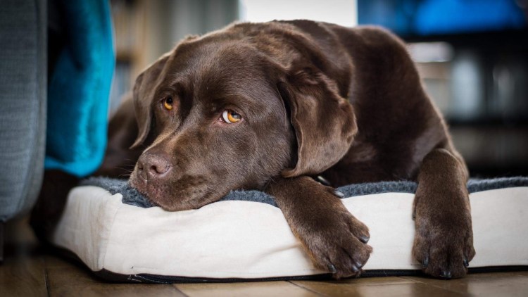 Лабрадор ретривер шоколадный золотистый