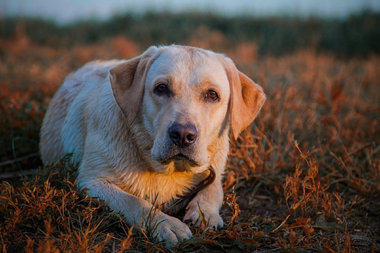 Лабрадор ретривер старый