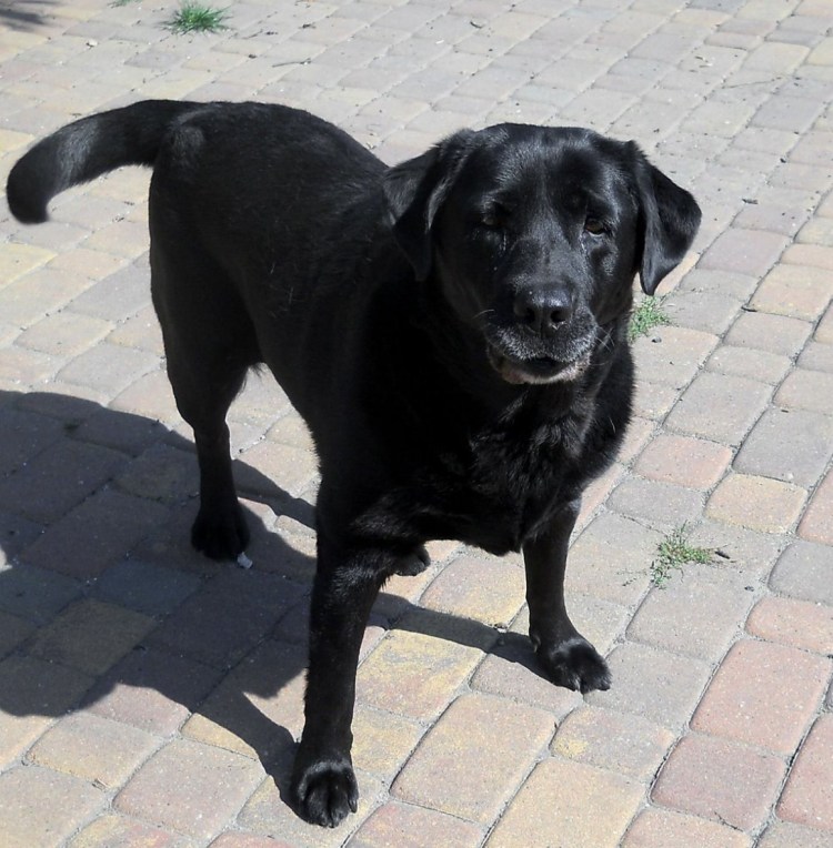 Американский лабрадор черный