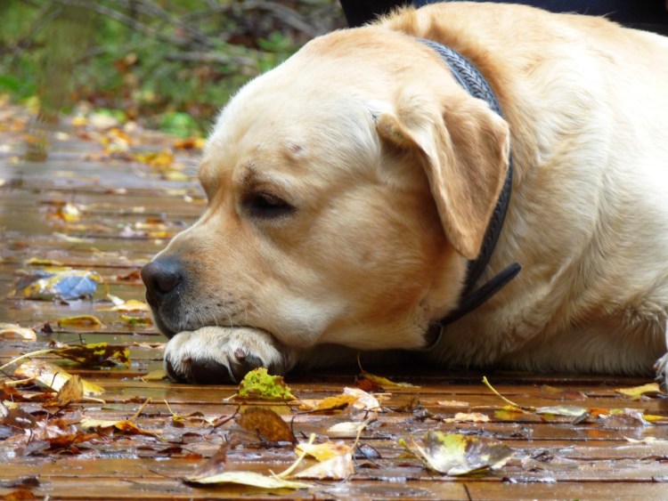 Лабрадор рыжий