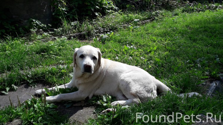 Лабрадор палевый старый