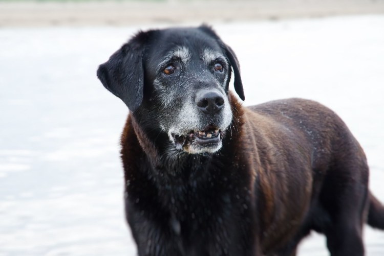 Лабрадор ретривер седой