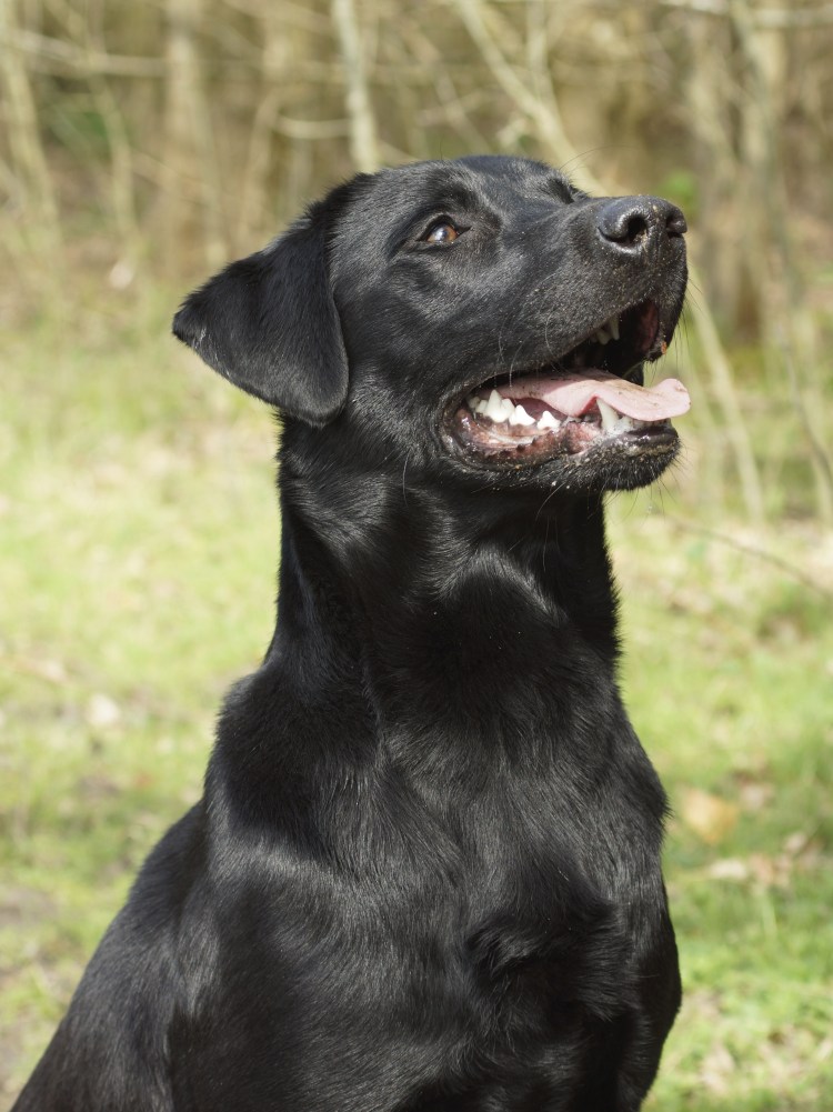 Немецкий лабрадор черный