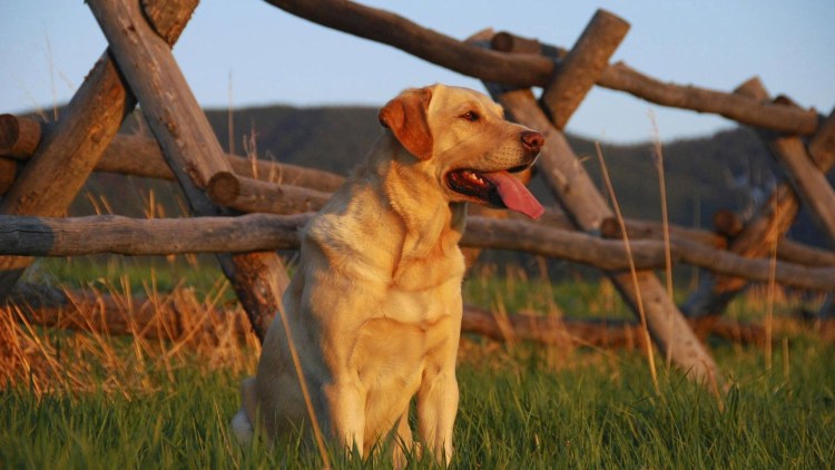 Лабрадор желтый