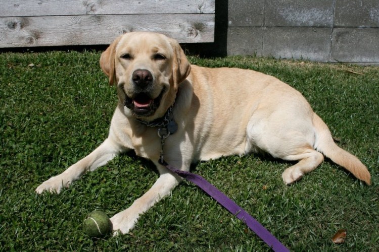 Лабрадор желтый