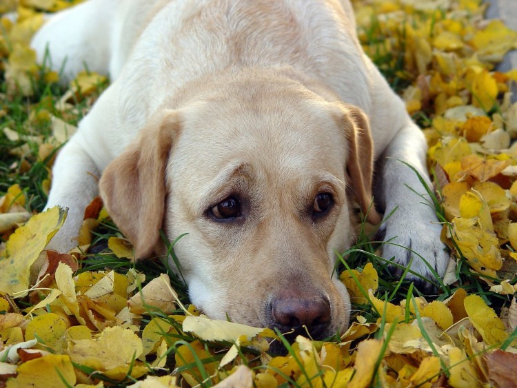 Лабрадор ретривер рыжий