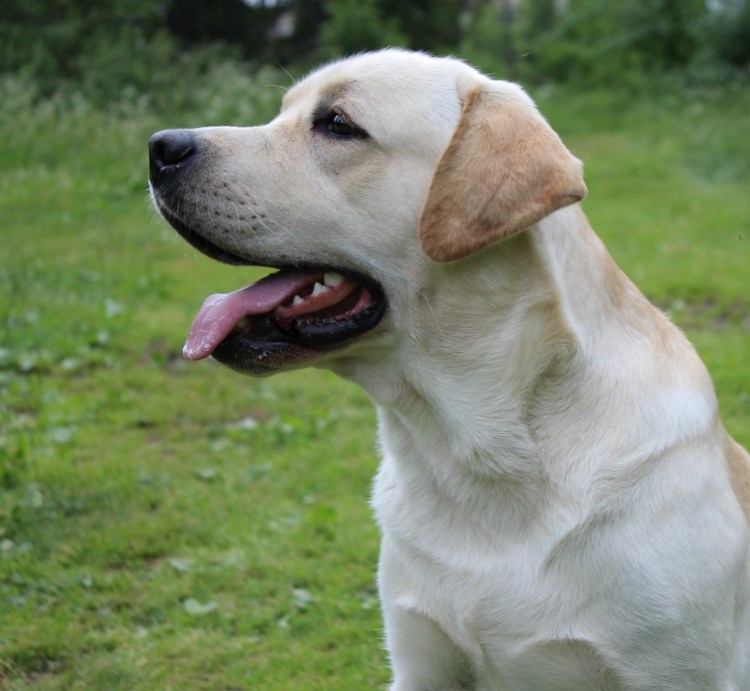 Порода собак лабрадор палевый