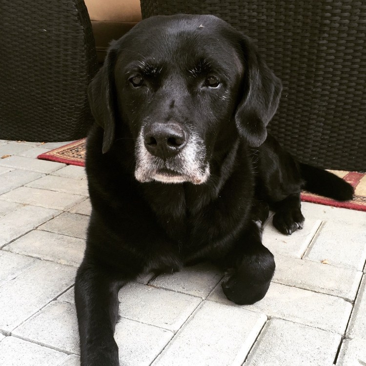 Старый лабрадор