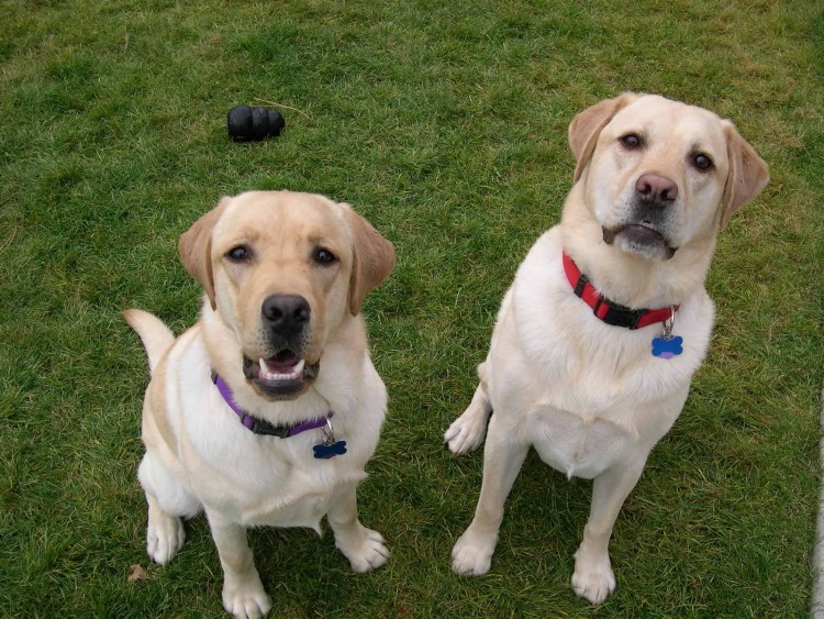 Собака похожая на лабрадора