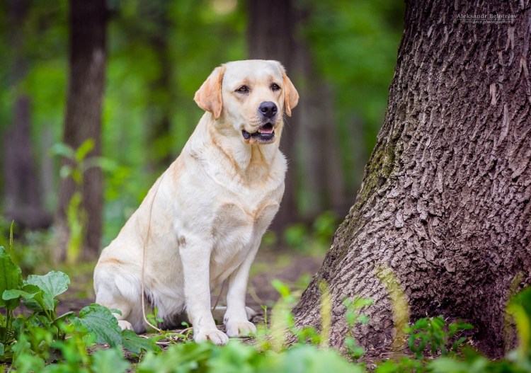Лабрадор Малик