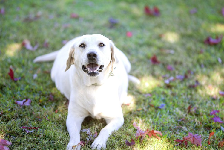 Канадский лабрадор