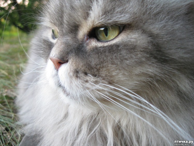 Полуперс фотографии