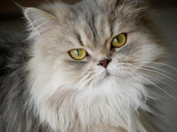 Дымчатый полуперс