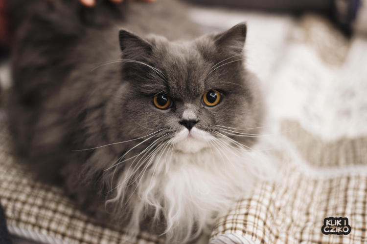 Котята персидские полуперсы