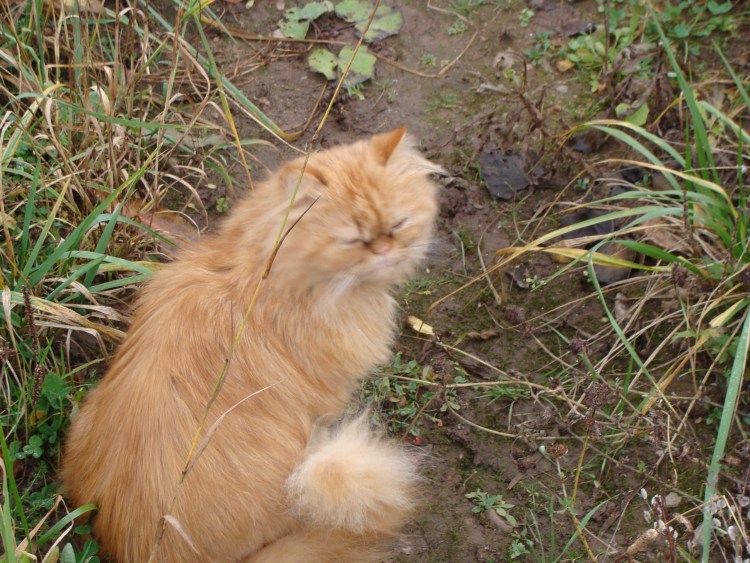 Кот полуперс рыжий