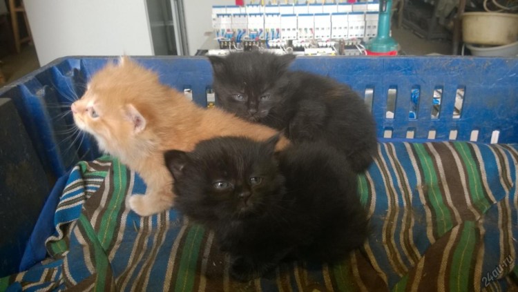 Котята персидские полуперсы