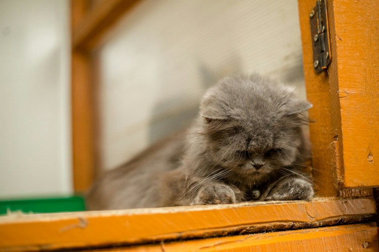 Клички для серых пушистых котов