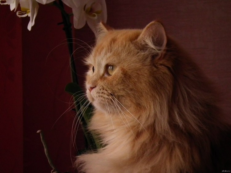 Порода кошек полуперс