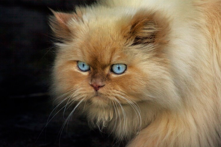 Сибирский персидский кот