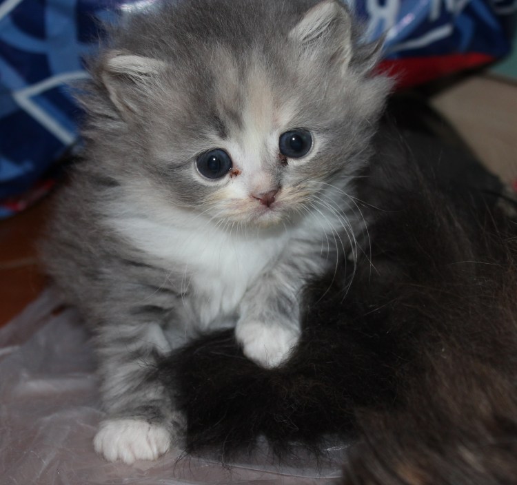 Персидская кошка белая