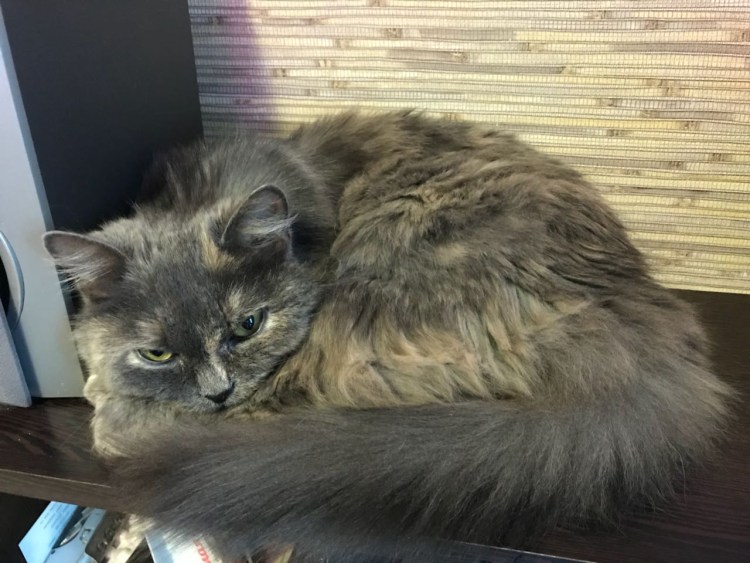 Британский полуперс