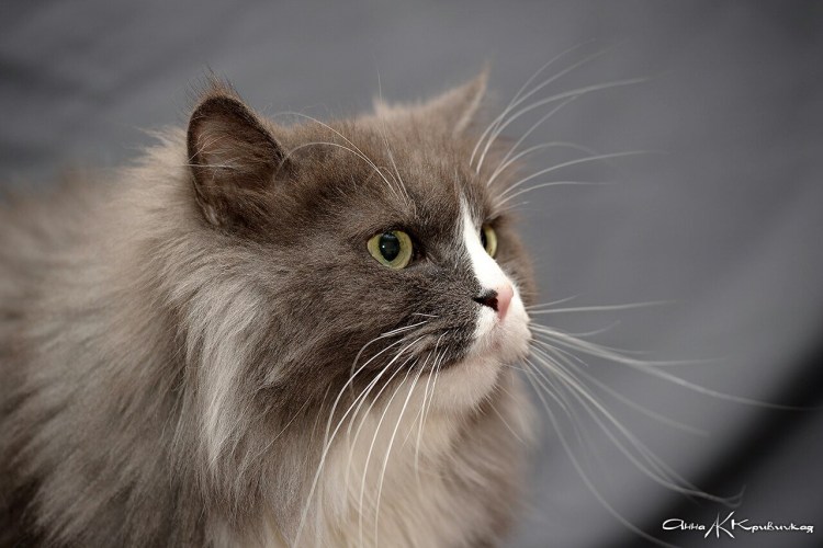 Серый полуперс фото высокое качество