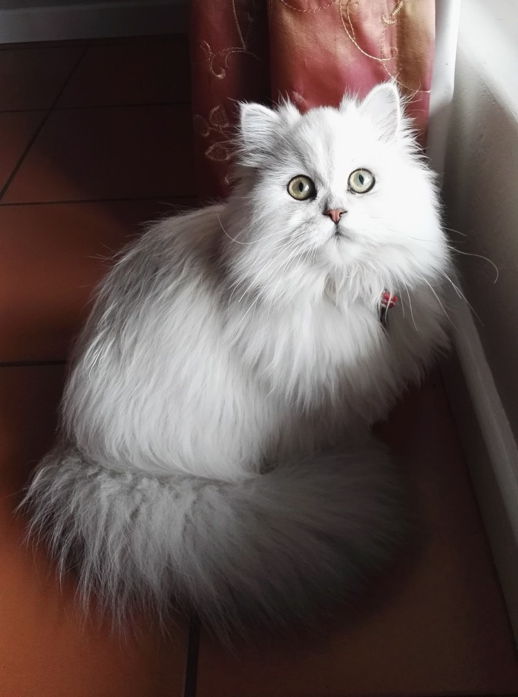 Европейская длинношерстная кошка рыжая