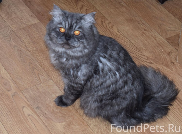 Кот полуперс белый