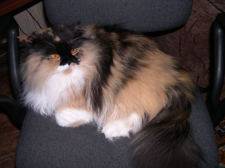 Полуперсы трехцветные