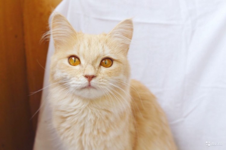 Персидский кот рыжий метис