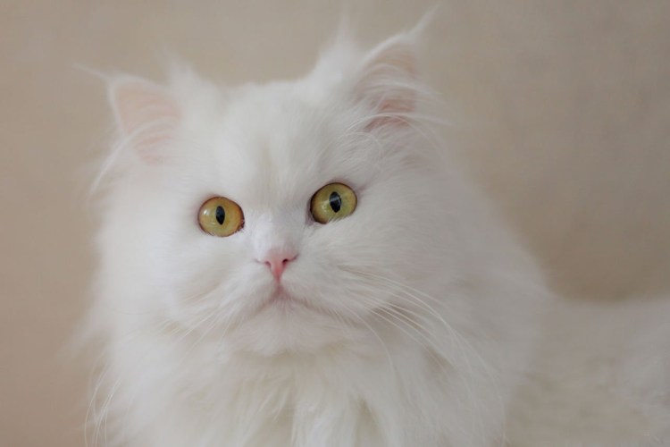 Сибирский перс кошка