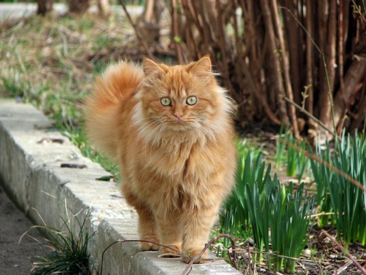 Персидский кот серый