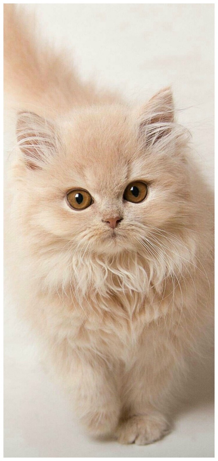 Кот полуперс белый