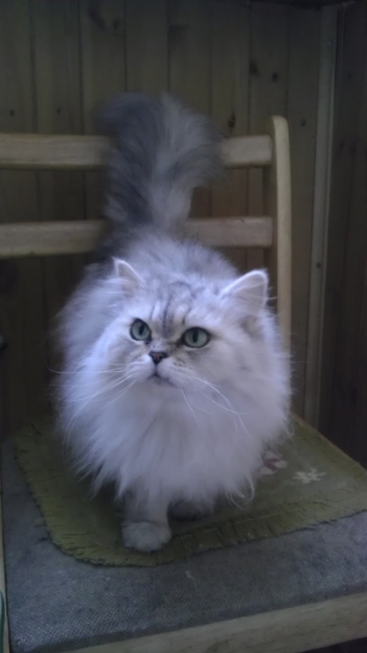 Британский длинношерстный полуперс