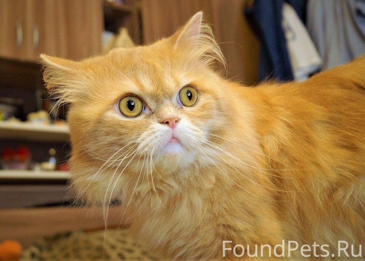 Пушистые Сибирские котята