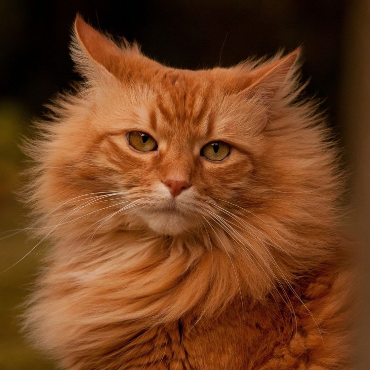 Рагамаффин черный