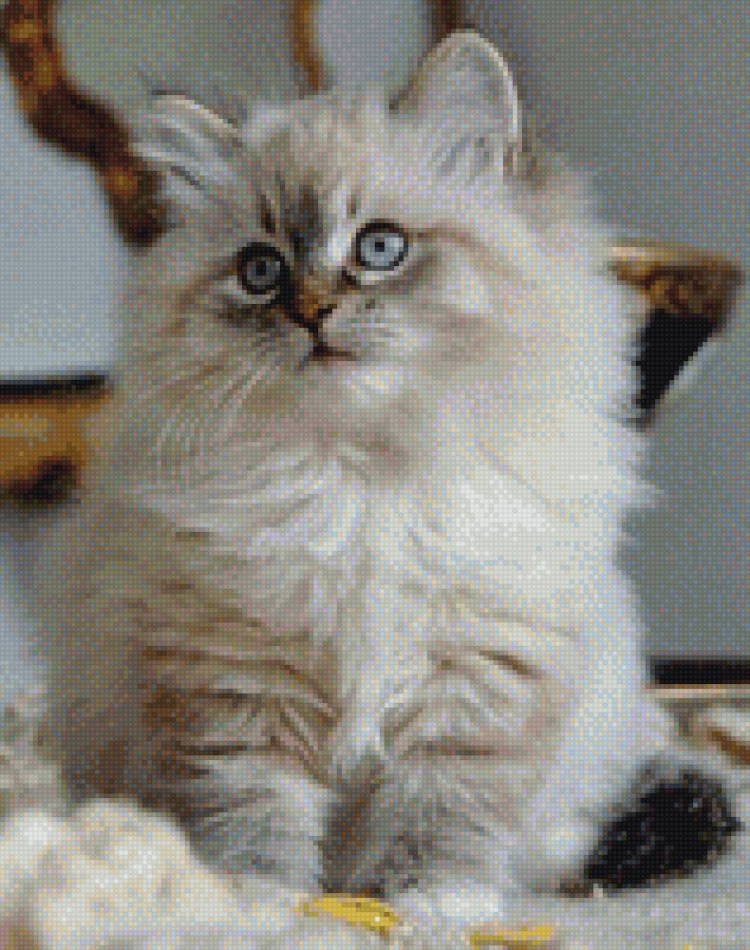 Сибирская Персидская шиншилла кошка