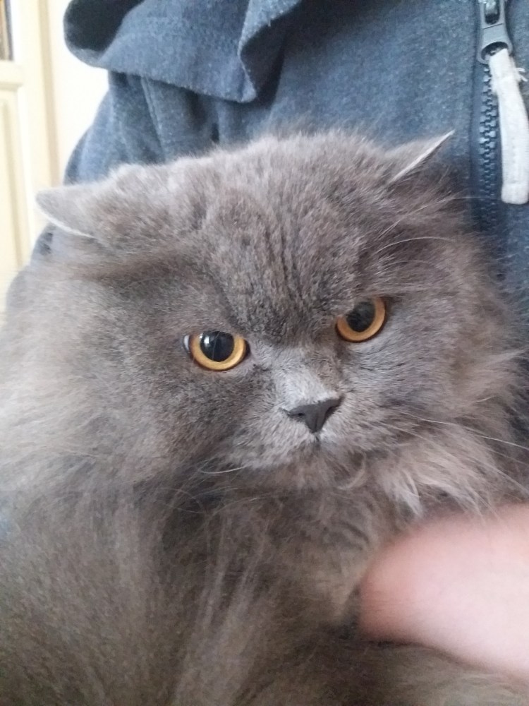 Полуперс рыжий Нижний