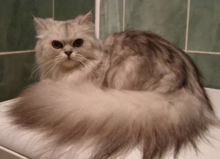 Коты полуперсы черные