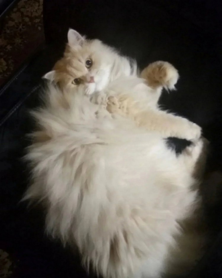 Персиковый кот