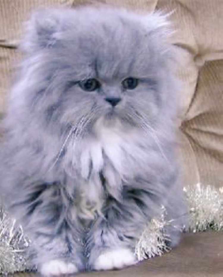 Персидская длинношерстная шиншилла